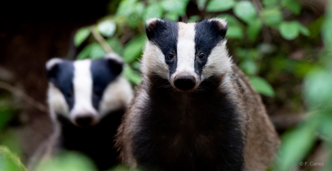 R&eacute;trospective 2025 de l'ASPAS