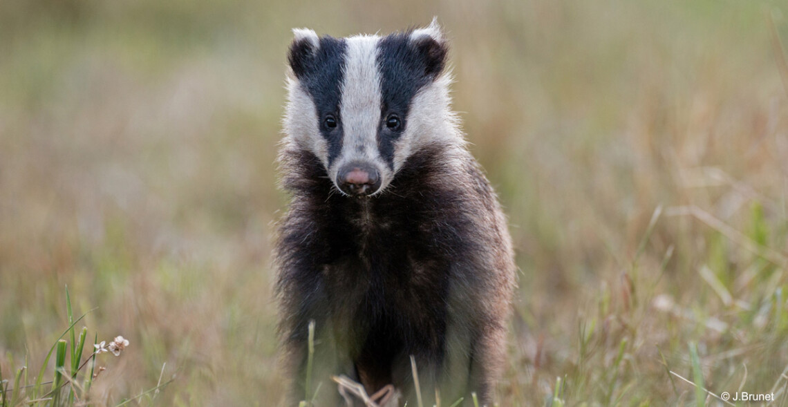 Des victoires à la pelle contre le déterrage, une chasse qui disparaît à petit feu 