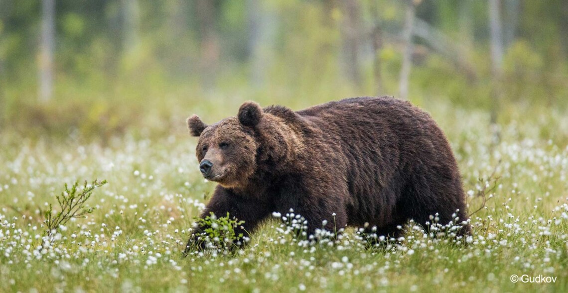Abattage de l'ourse Caramelles : des peines trop l&eacute;g&egrave;res...&nbsp;