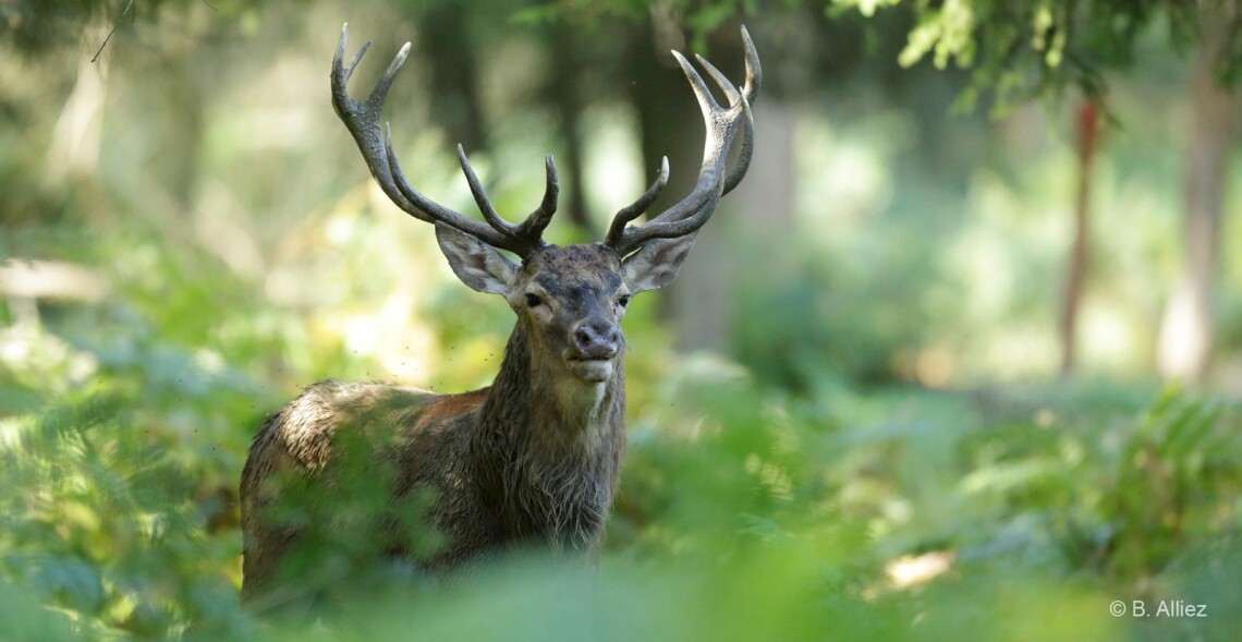 99 % d'opposants &agrave; la chasse aux cerfs d&egrave;s le 1er juin !