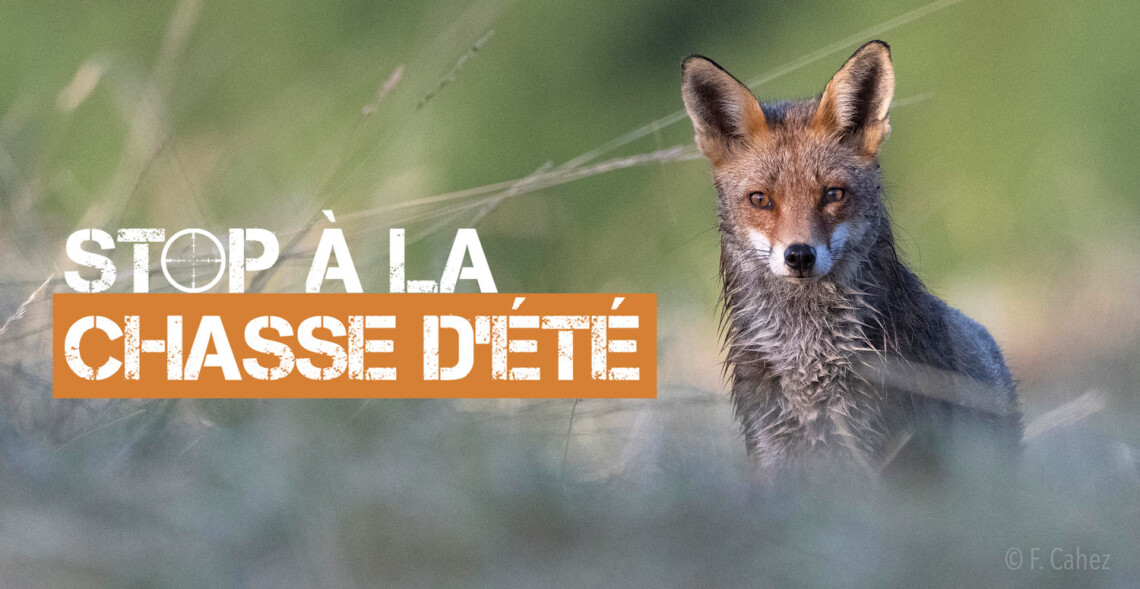 Ces d&eacute;partements qui autorisent la chasse aux renards d&egrave;s le 1er juin...