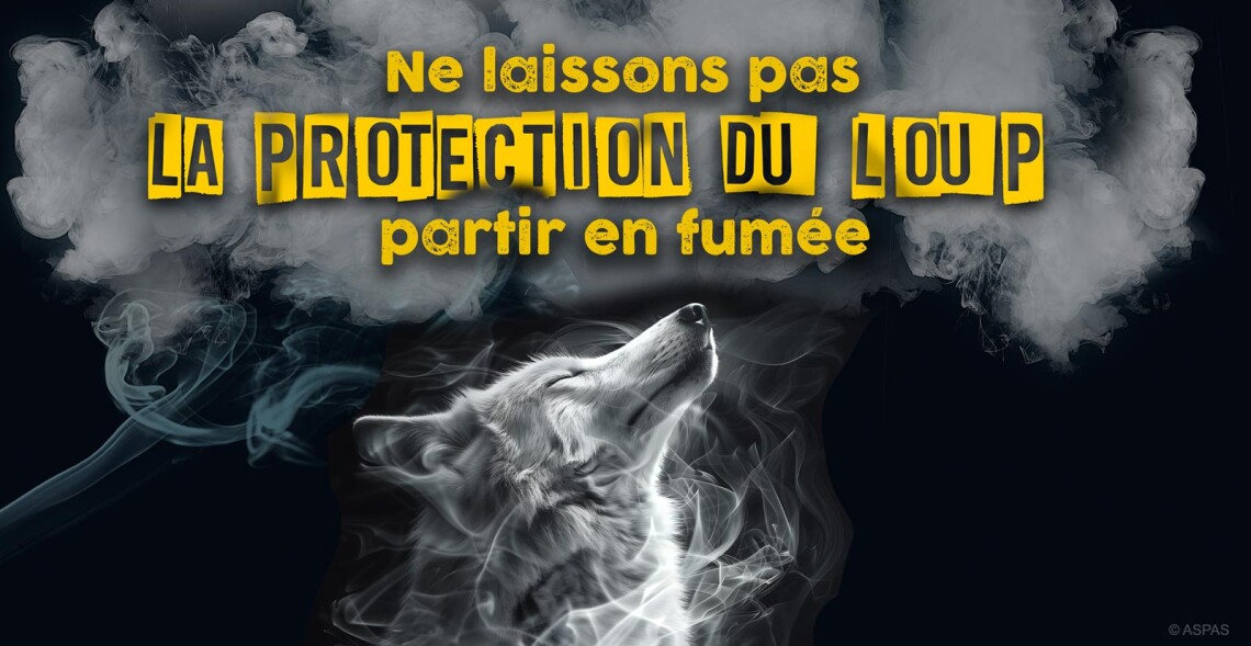 &laquo; Destructions &raquo; facilit&eacute;es du loup : AVIS 100 % D&Eacute;FAVORABLE !