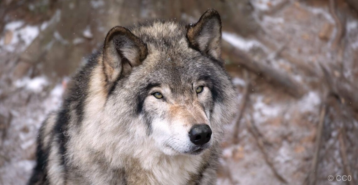 D&eacute;classement du loup en France : AVIS D&Eacute;FAVORABLE !