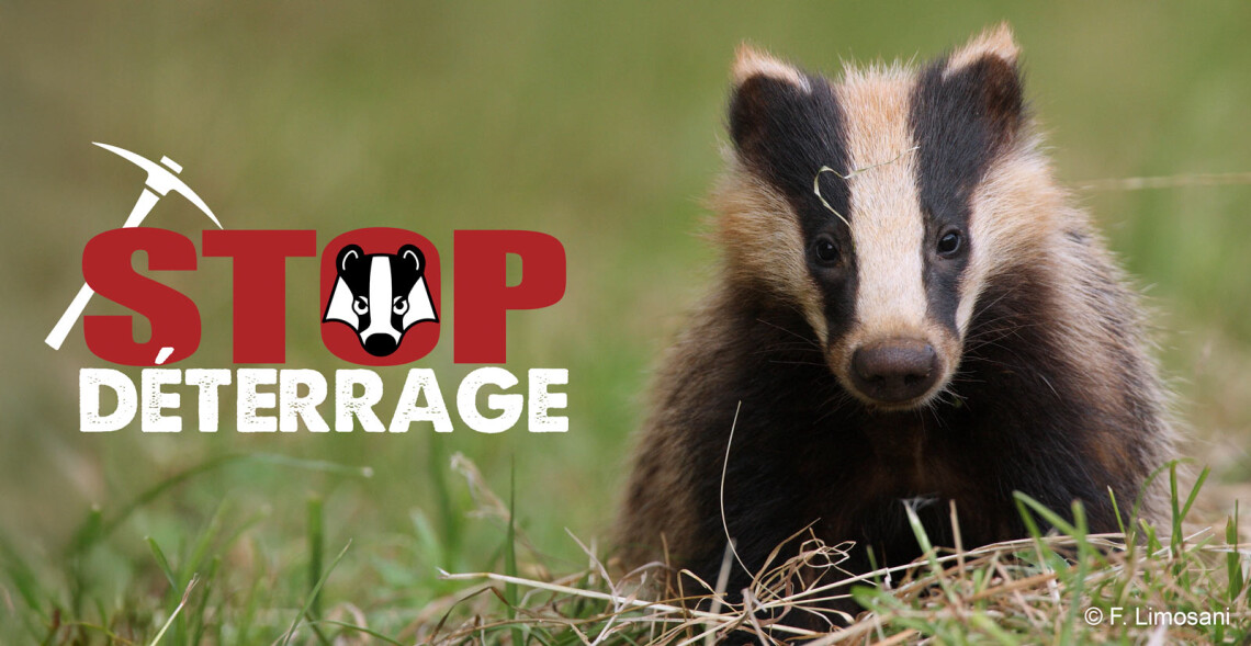 #StopD&eacute;terrage : un mois de juin en demi-teinte pour les blaireaux