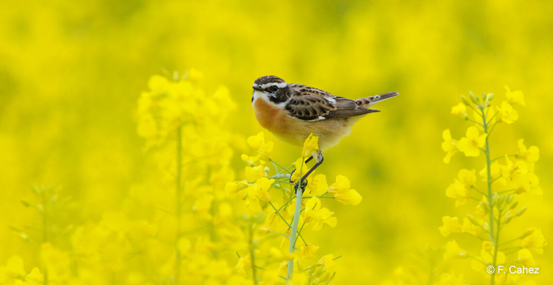 La loi Duplomb menace l'environnement et notre alimentation future !