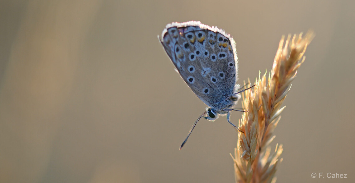 Justice pour le vivant : l'&Eacute;tat condamn&eacute; en appel !