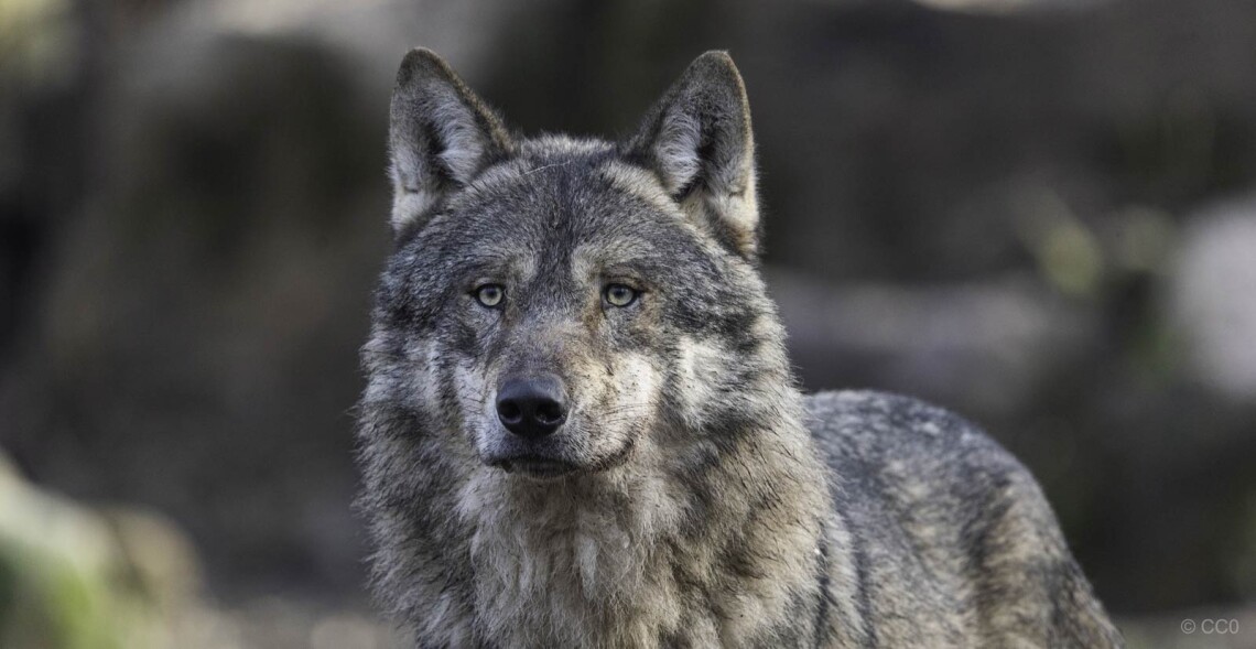 R&eacute;trospective 2025 de l'ASPAS