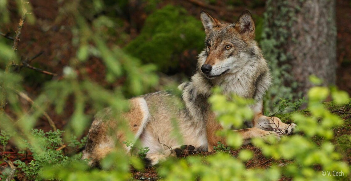 Loup abattu en Haute-Marne : l'ASPAS saisit la justice