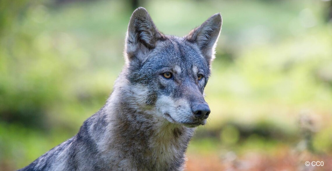 Justice pour le loup !