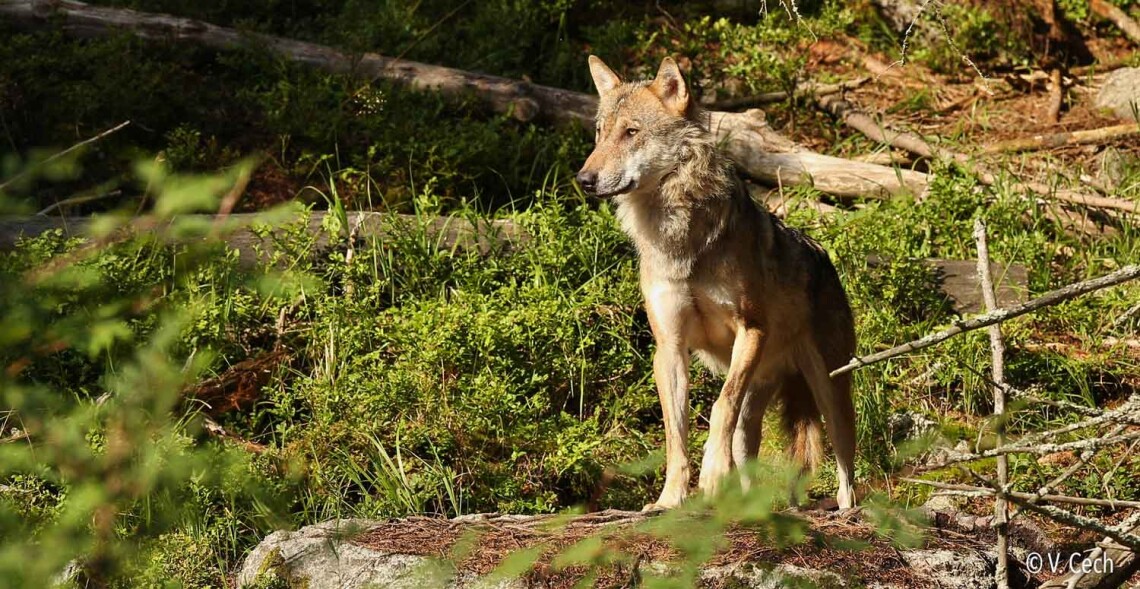 L'ASPAS d&eacute;fend les loups contre le projet de loi d'urgence agricole