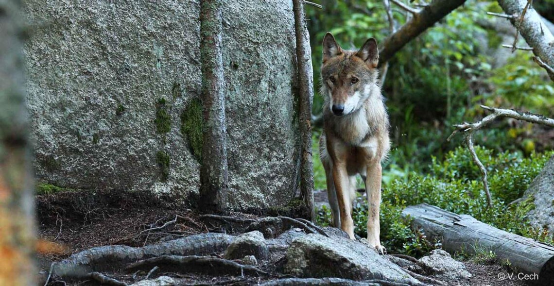 Cinq associations saisissent le Conseil d'Etat contre la régulation du loup 