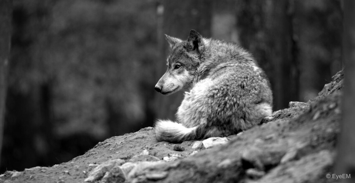 Loups d&eacute;class&eacute;s en Europe : danger imminent en France !
