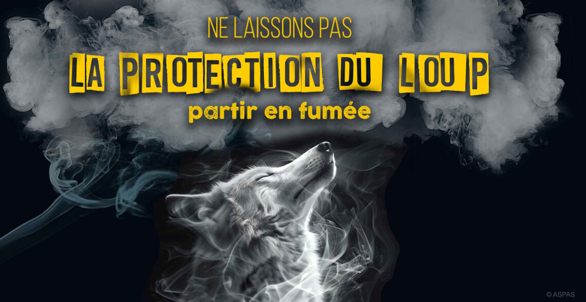 Des loups moins protégés : ce que ça changerait pour eux, et pour nous&nbsp;