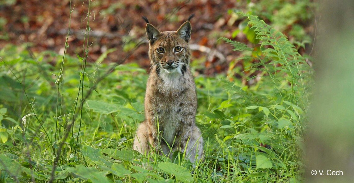 Lumi&egrave;re sur le lynx