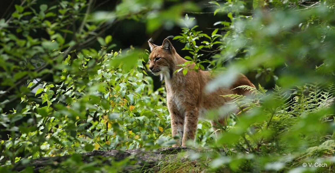 R&eacute;invitons les lynx dans nos for&ecirc;ts !