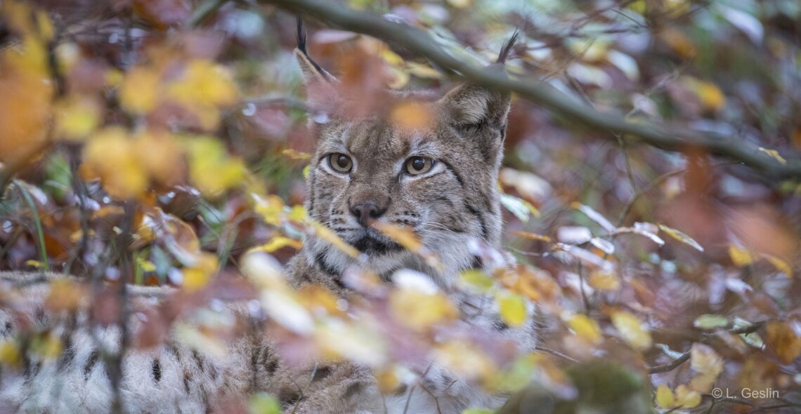 R&eacute;trospective 2025 de l'ASPAS
