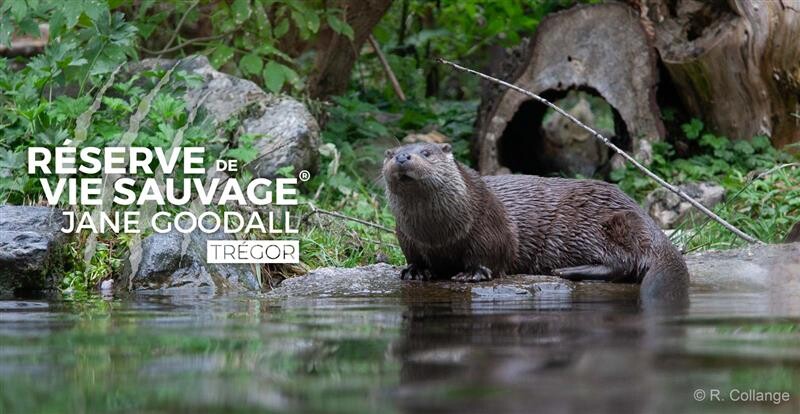 Pendant ce temps-l&agrave;, sur la R&eacute;serve Jane Goodall du Tr&eacute;gor...