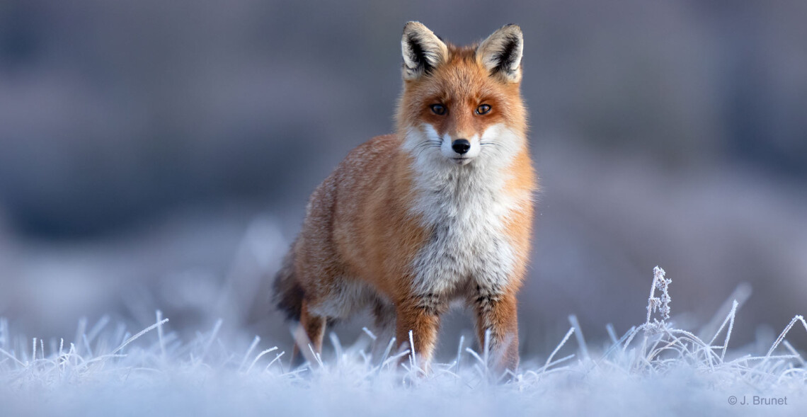 R&eacute;trospective 2025 de l'ASPAS