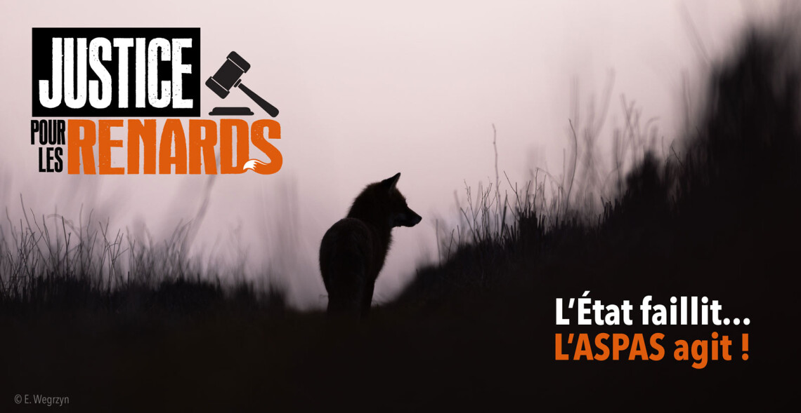 Justice pour les renards : l'&Eacute;tat faillit, l'ASPAS agit !