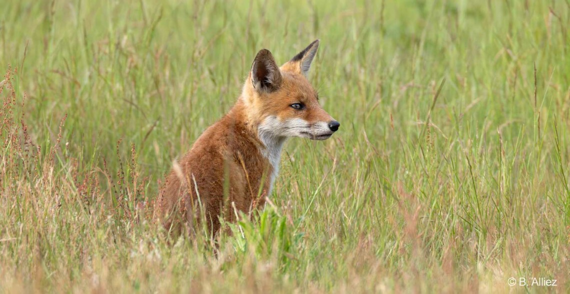 Pour les renards : remplissez une d&eacute;claration de NON-d&eacute;g&acirc;t !