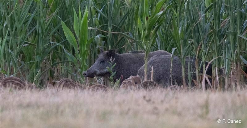 Sangliers : victoire contre la chasse &agrave; la moissonneuse-(ra)batteuse