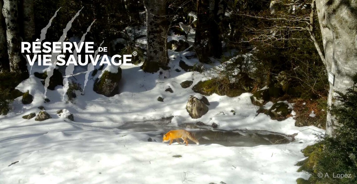 Pendant ce temps-l&agrave;, sur Vercors Vie Sauvage...