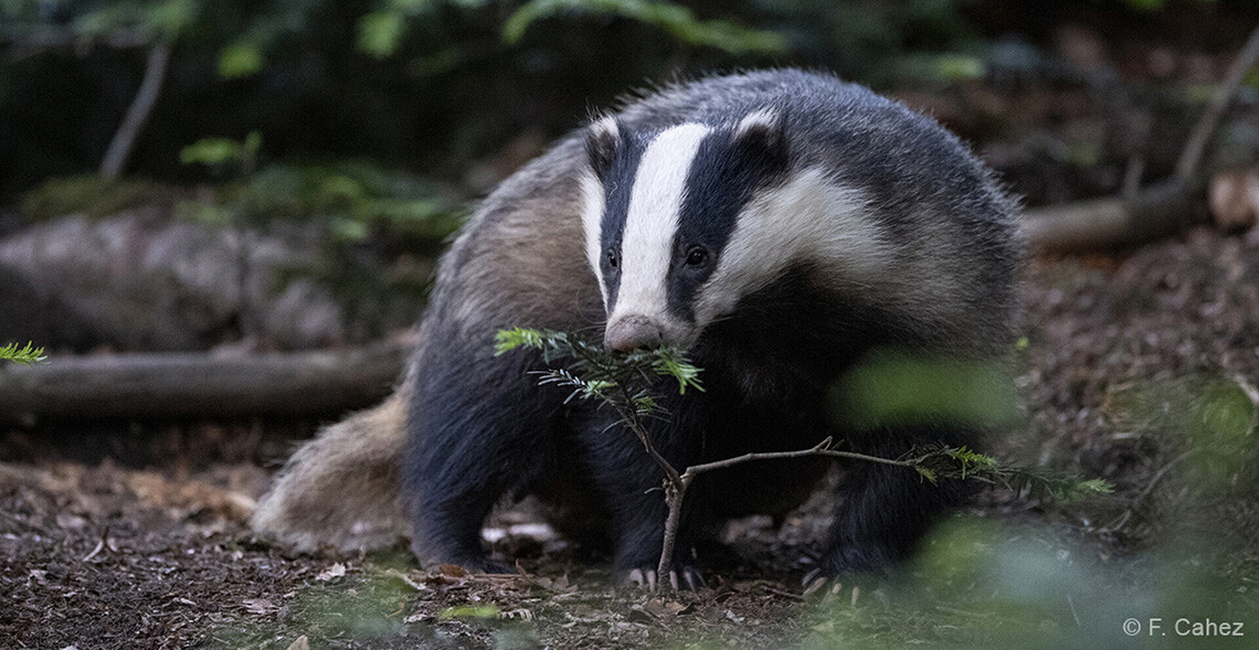 Trois nouvelles victoires contre la barbarie du déterrage !  
