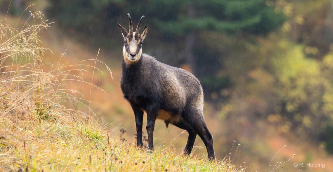 R&eacute;trospective 2025 de l'ASPAS