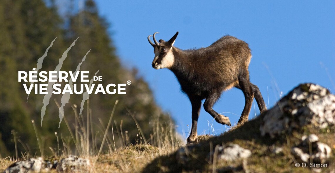 Pendant ce temps-l&agrave;, sur Vercors Vie Sauvage