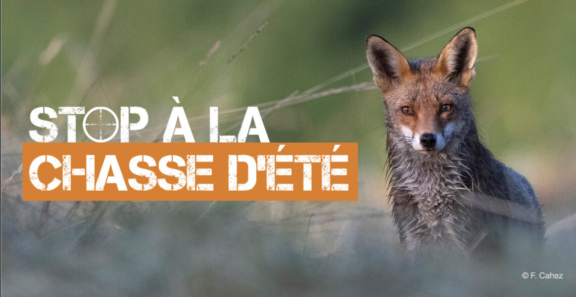 Attention : chasse (d&eacute;j&agrave;) en cours...