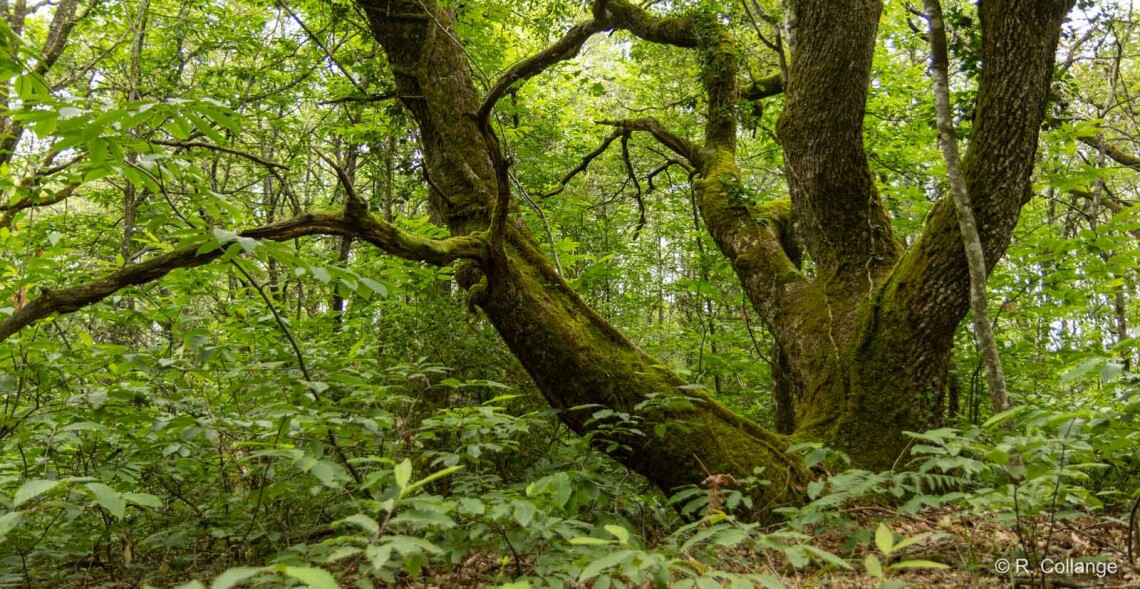 R&eacute;trospective 2025 de l'ASPAS