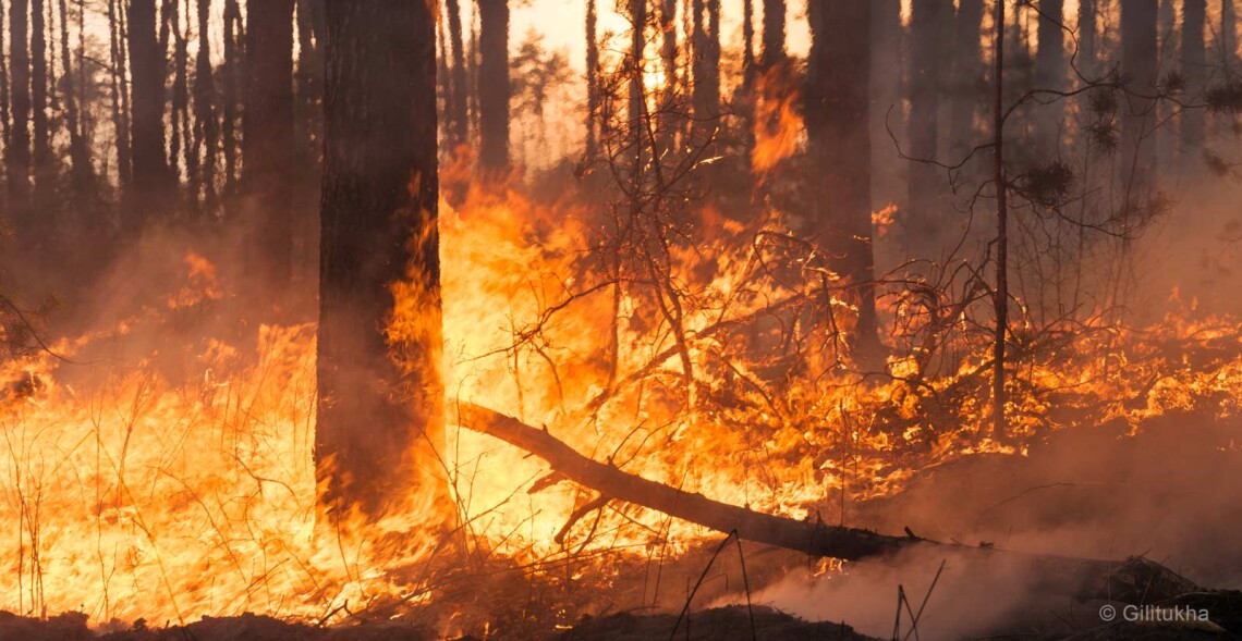 M&eacute;ga-feu dans l'Aude : l'ASPAS demande un report de la chasse