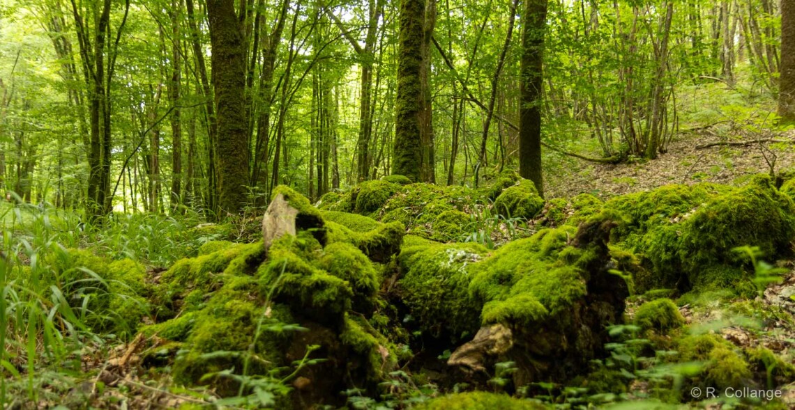 Libre &eacute;volution de la nature : l'UICN dit oui !