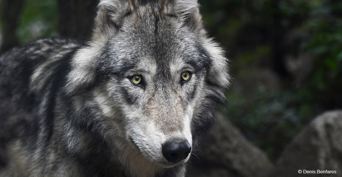 Espagne : la chasse aux loups épinglée par la justice européenne