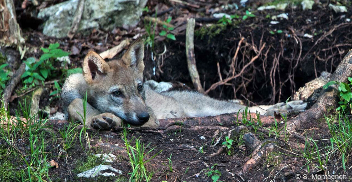 Loups de Millevaches : l’ASPAS conteste les tirs en justice 