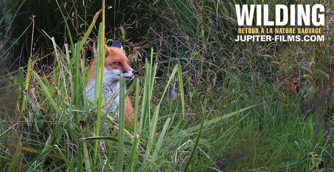 Wilding, Retour à la Nature Sauvage